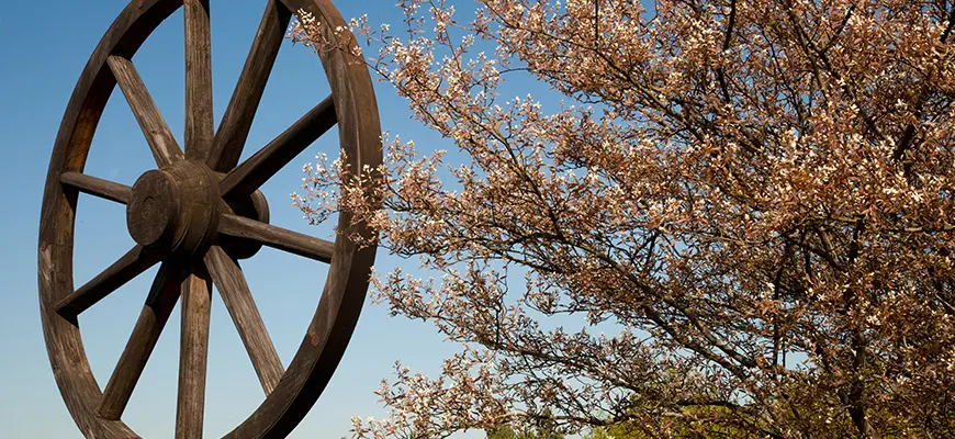 Trähjul bredvid vårblommande buske.