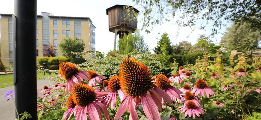 Ett lägenhets hus och ett gammal vattentorn skymtar i bakgrunden. Fina rosa blommor i förgrunden.