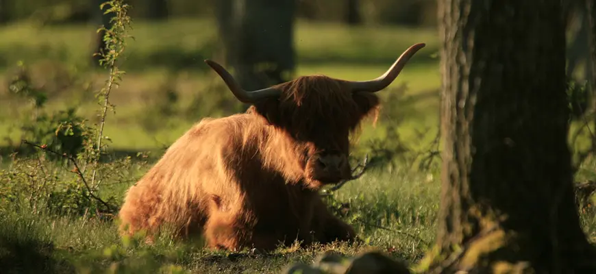 Långhårig brun kossa.